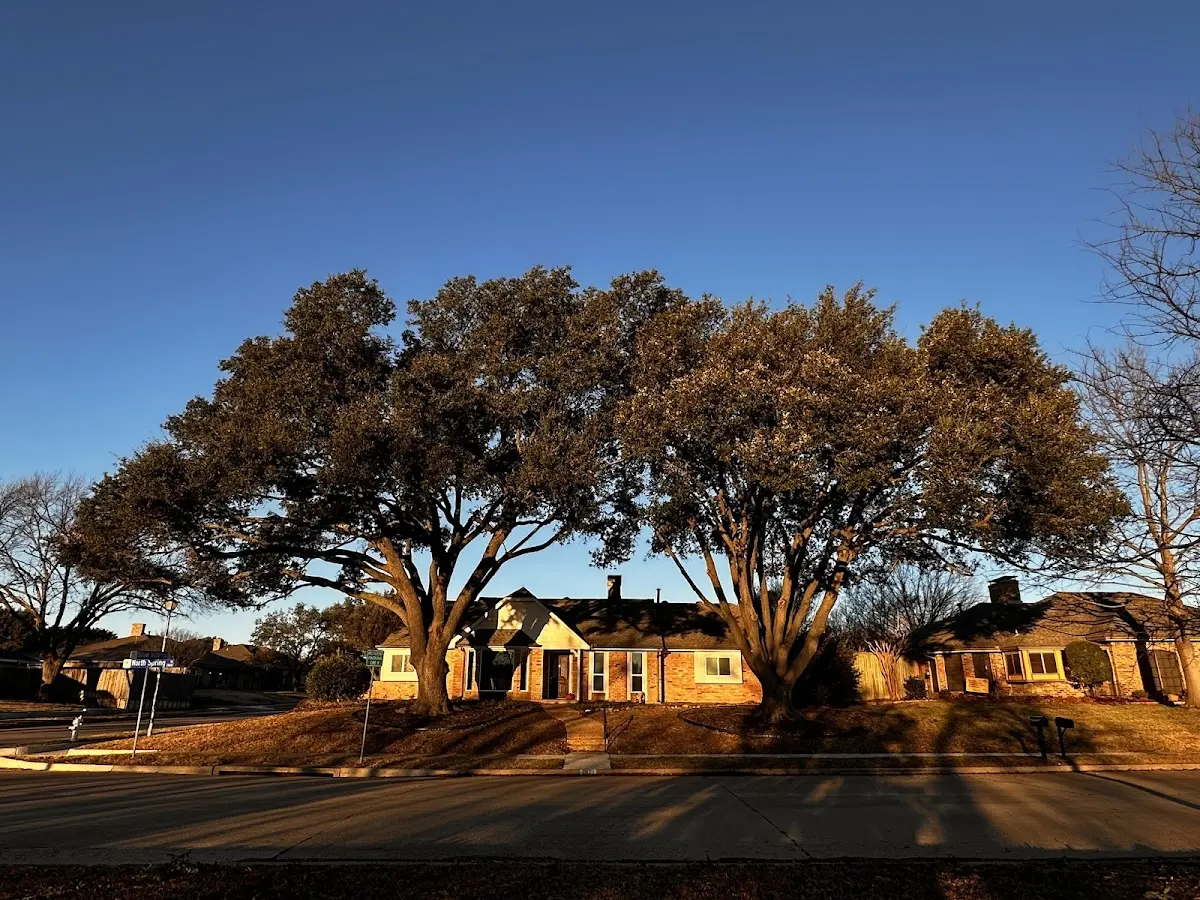 Established residential canopy tree shading a home in Smyrna